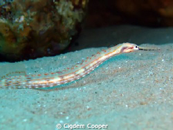 Pipe fish by Cigdem Cooper 